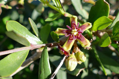 Periploca laevigata angustifolia