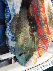 Pseudolabrus luculentus