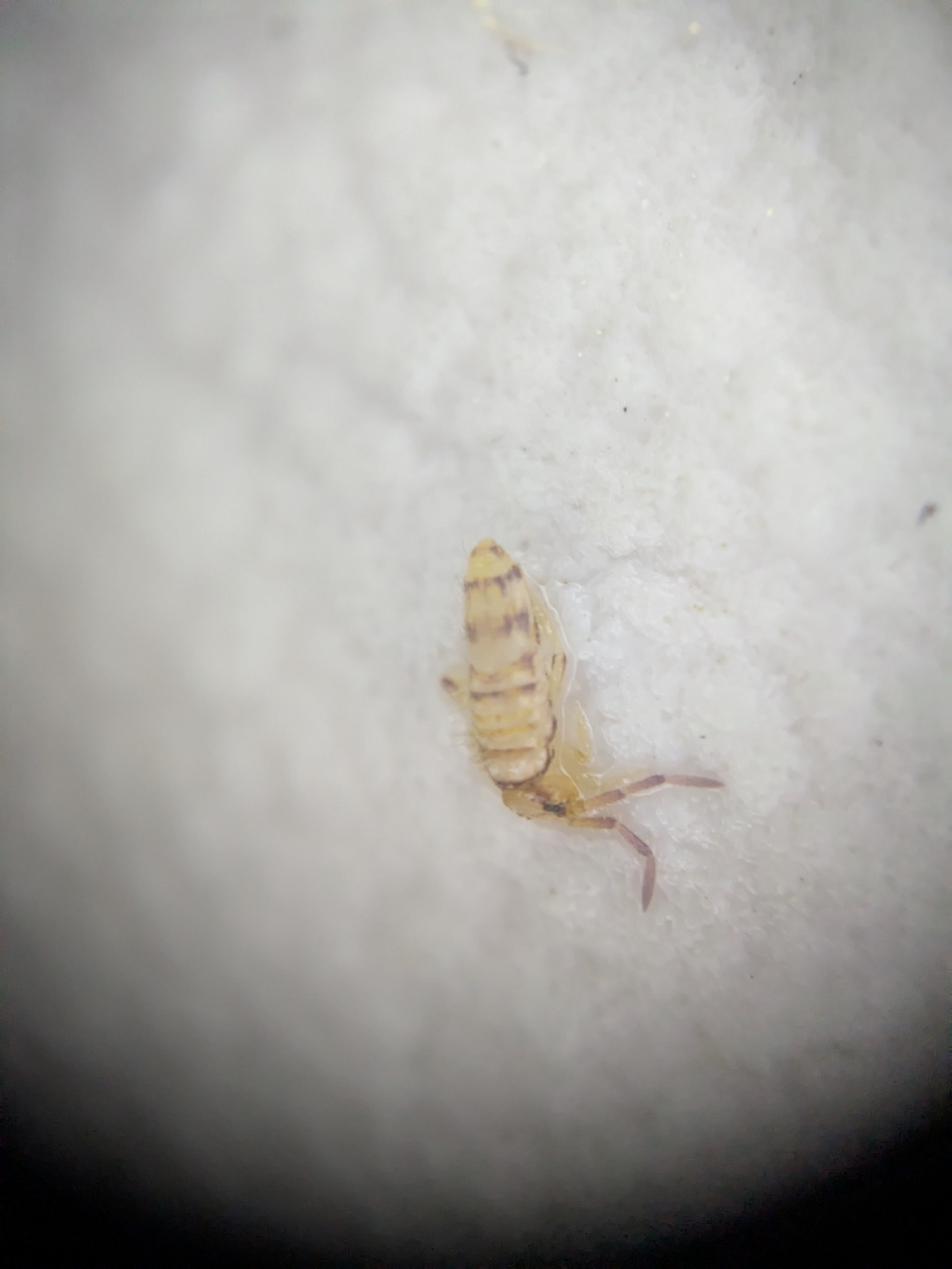 Entomobrya atrocincta Schött, 1896