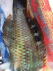 Pseudolabrus luculentus