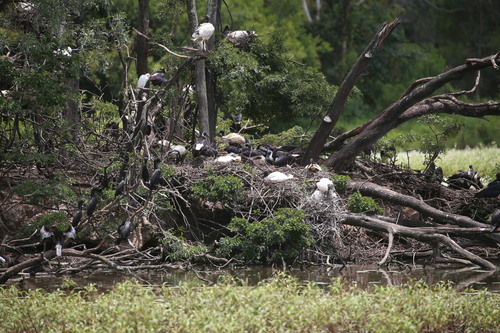Straw-necked Ibis (Threskiornis spinicollis), photo 4