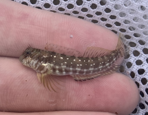 Notchfin blenny (Entomacrodus chiostictus) — Blenniidae — 3
