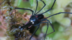 Pantopsalis phocator