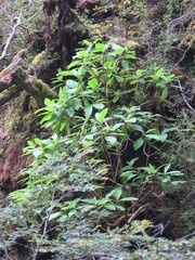 Brachyglottis hectorii