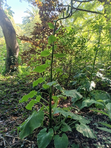 Giant Himalayan Lily (Cardiocrinum giganteum)