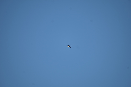 Magnificent Frigatebird (Fregata magnificens), photo 8