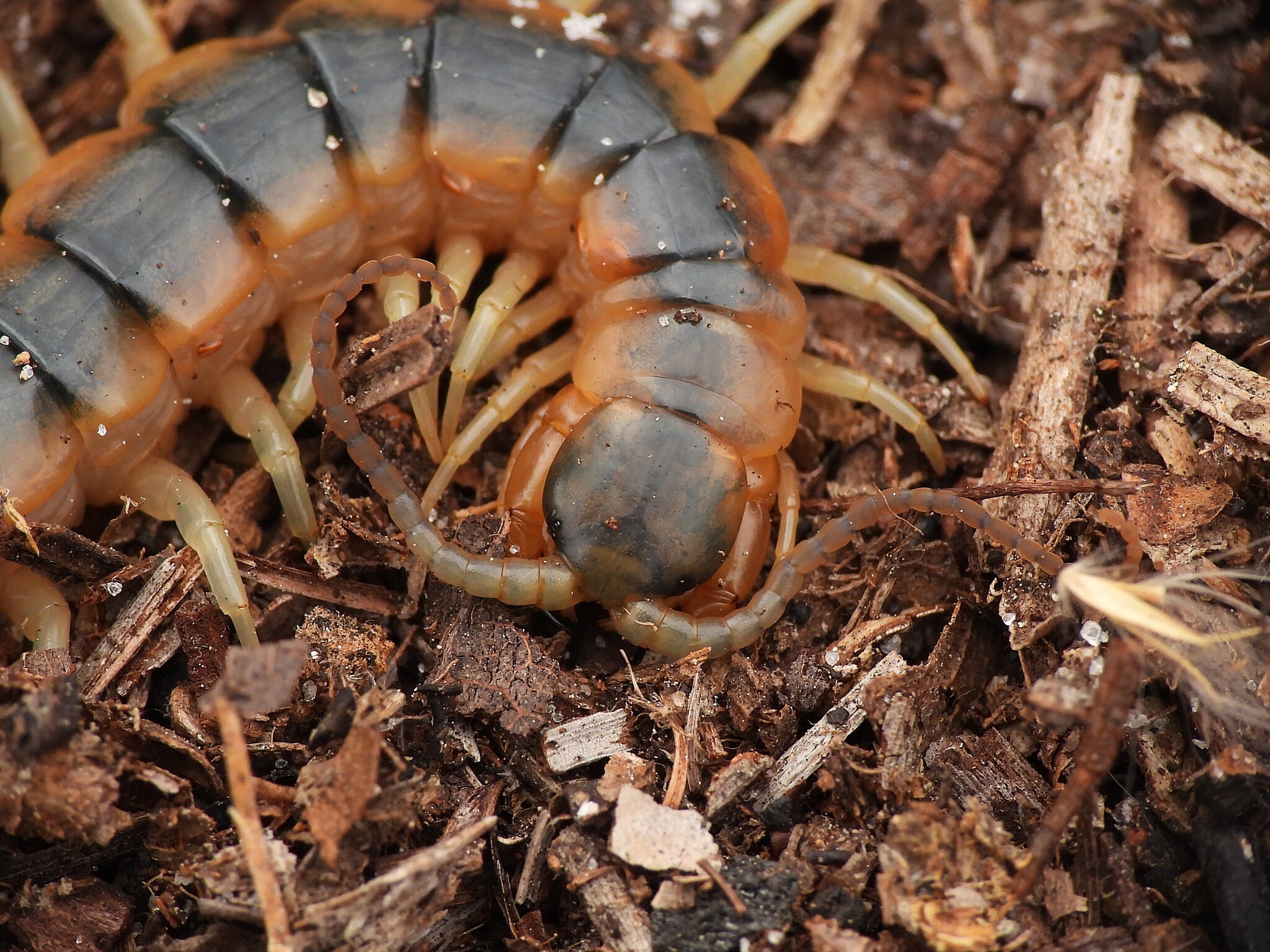Scolopendra viridis Say, 1821