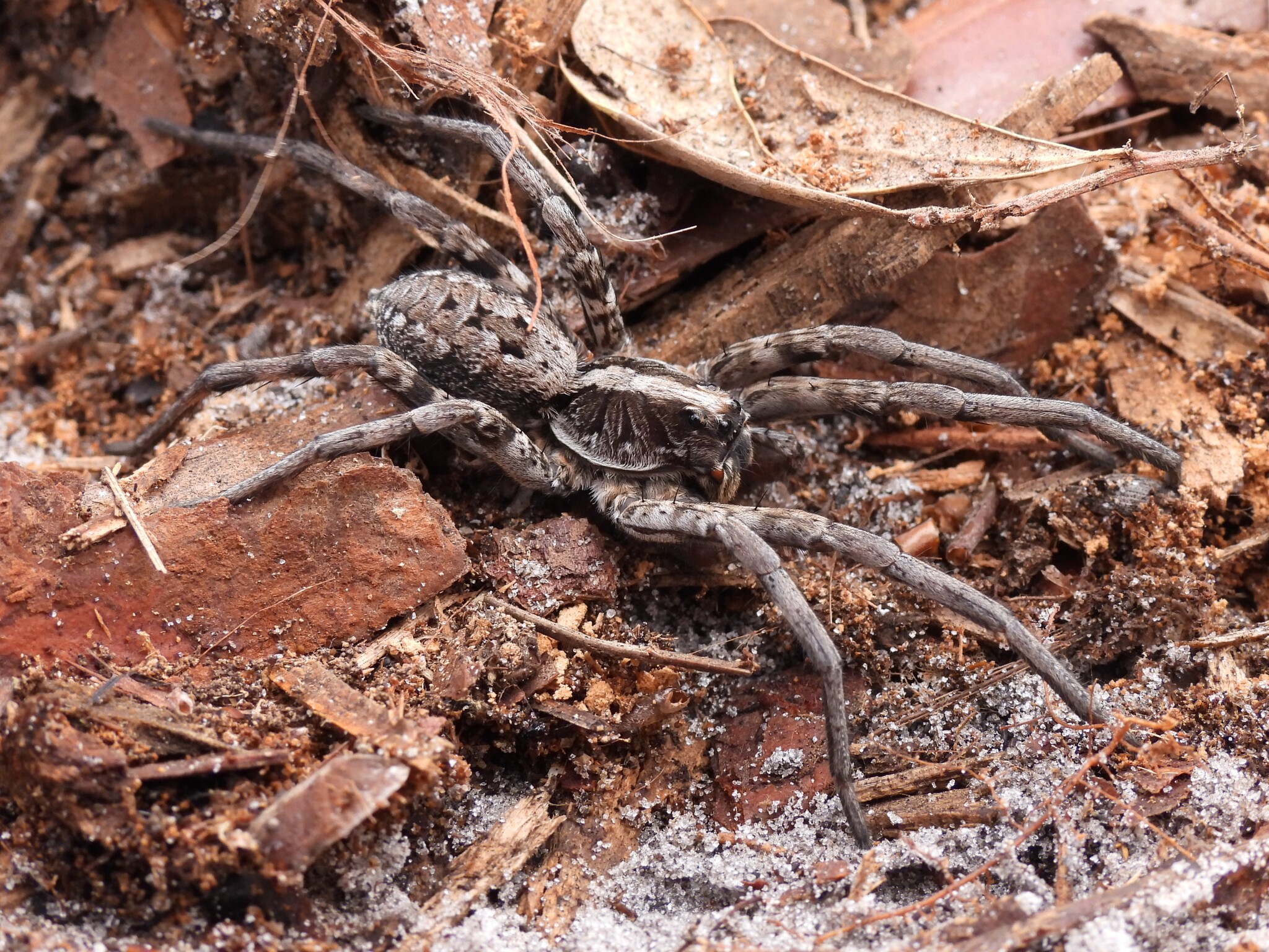 Hogna carolinensis (Walckenaer, 1805)