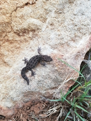Pachydactylus maculatus