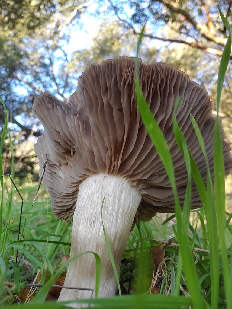Entoloma ferruginans