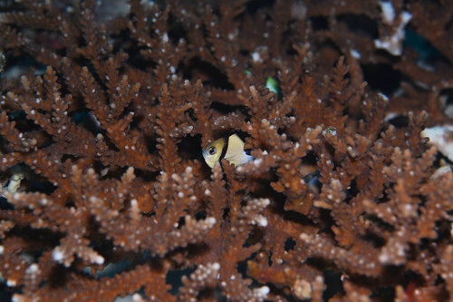 Dascyllus carneus