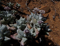 Crassula deltoidea