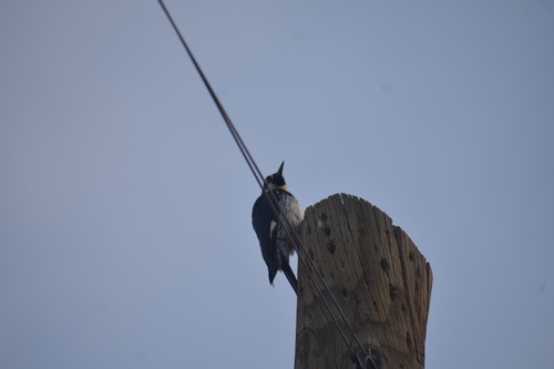 Acorn Woodpecker (Melanerpes formicivorus), photo 5