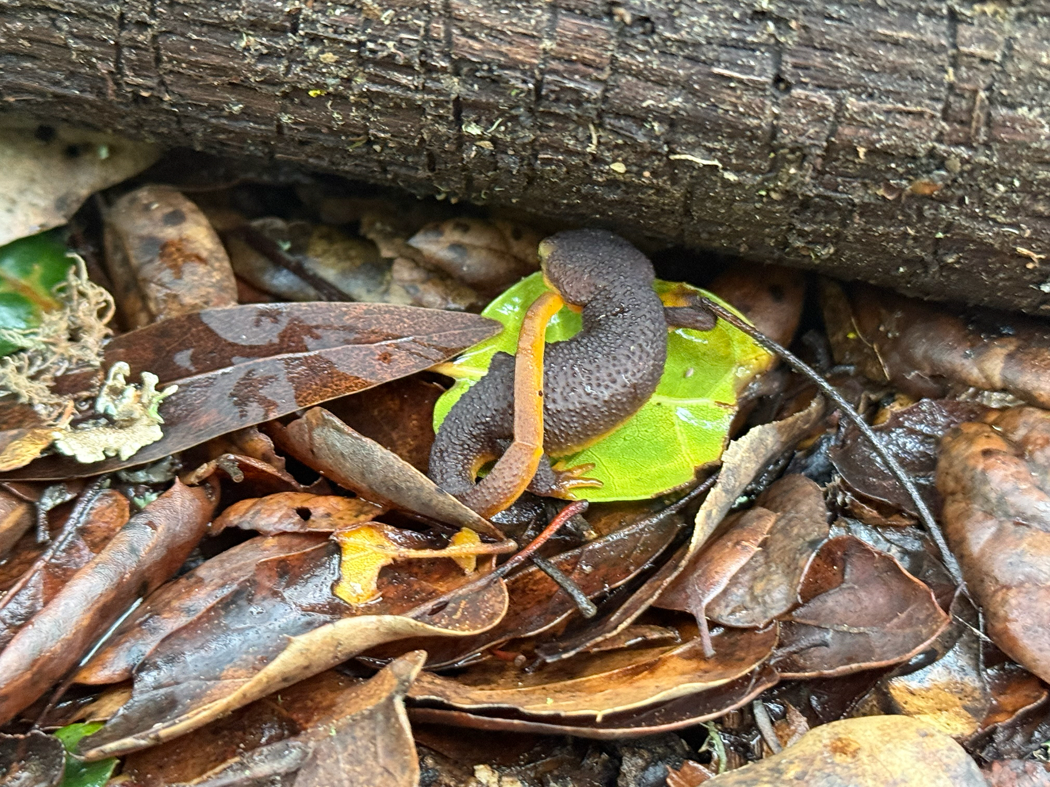 Taricha torosa (Rathke, 1833)