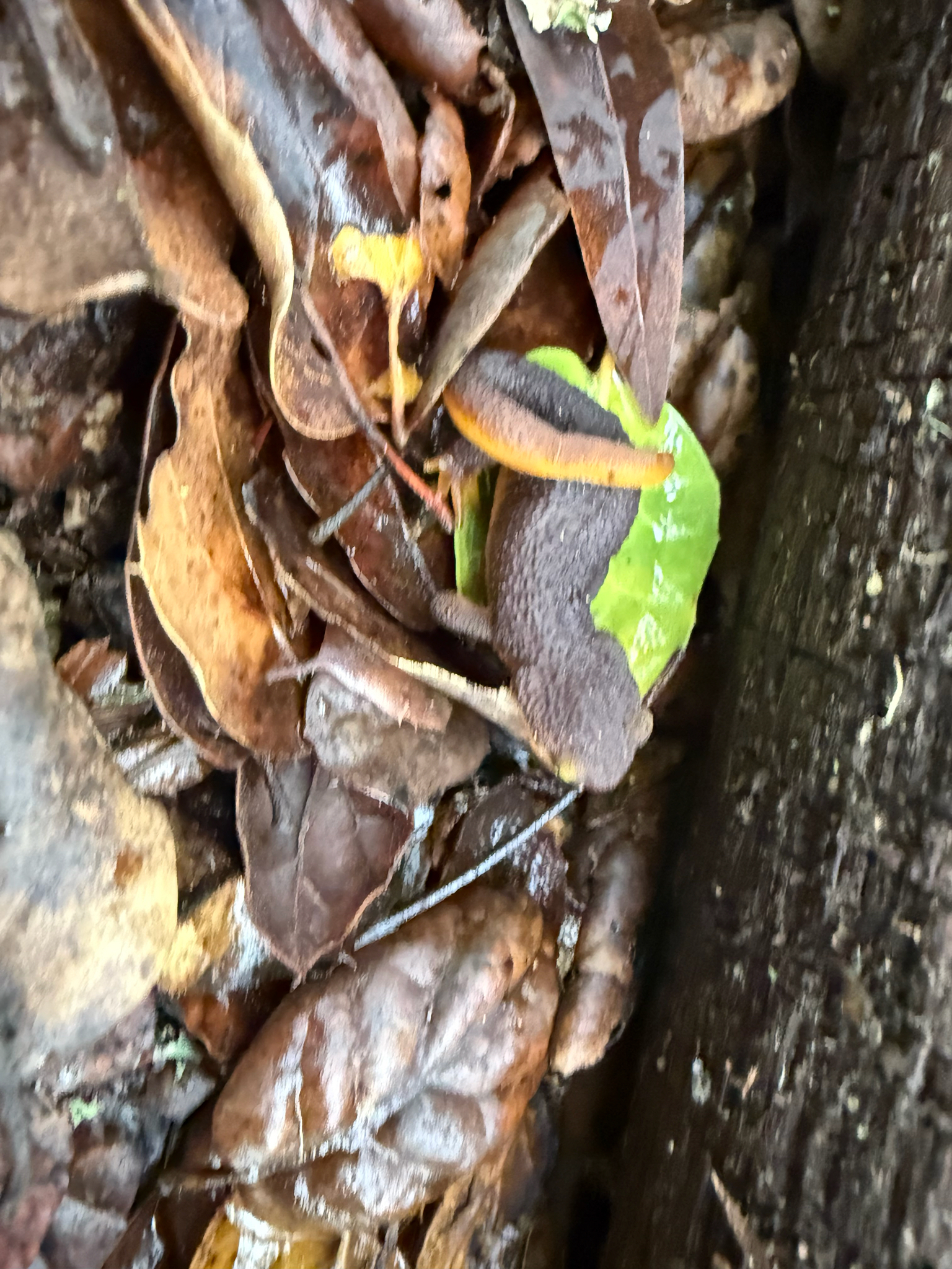 Taricha torosa (Rathke, 1833)