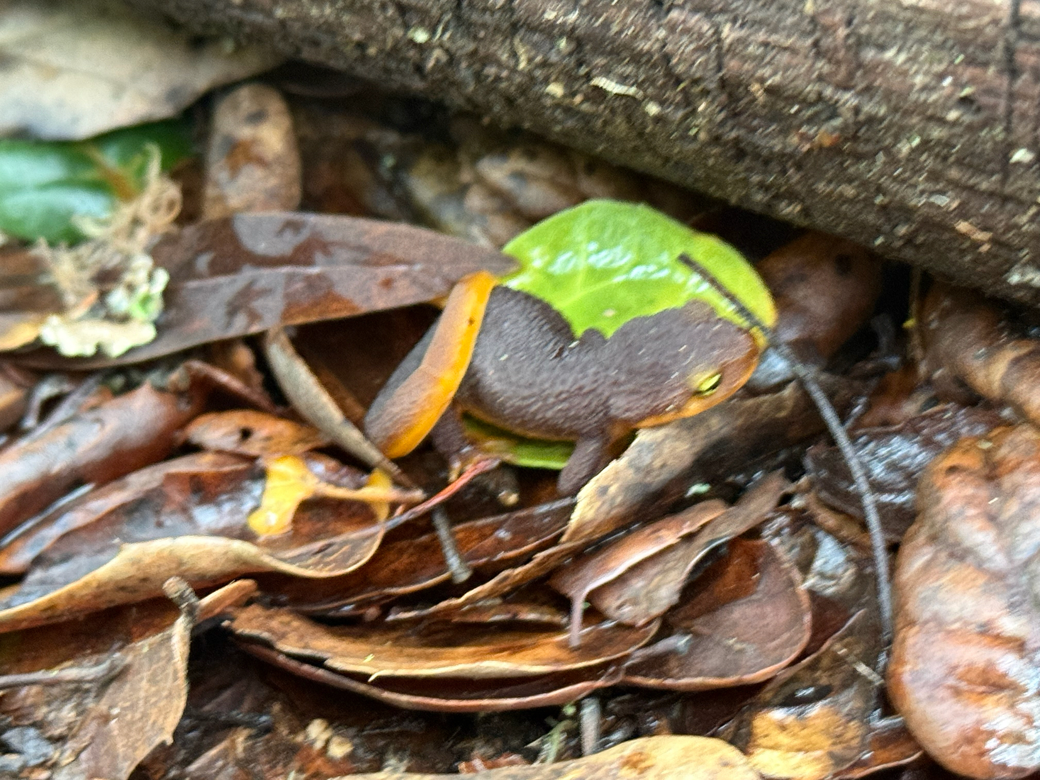 Taricha torosa (Rathke, 1833)