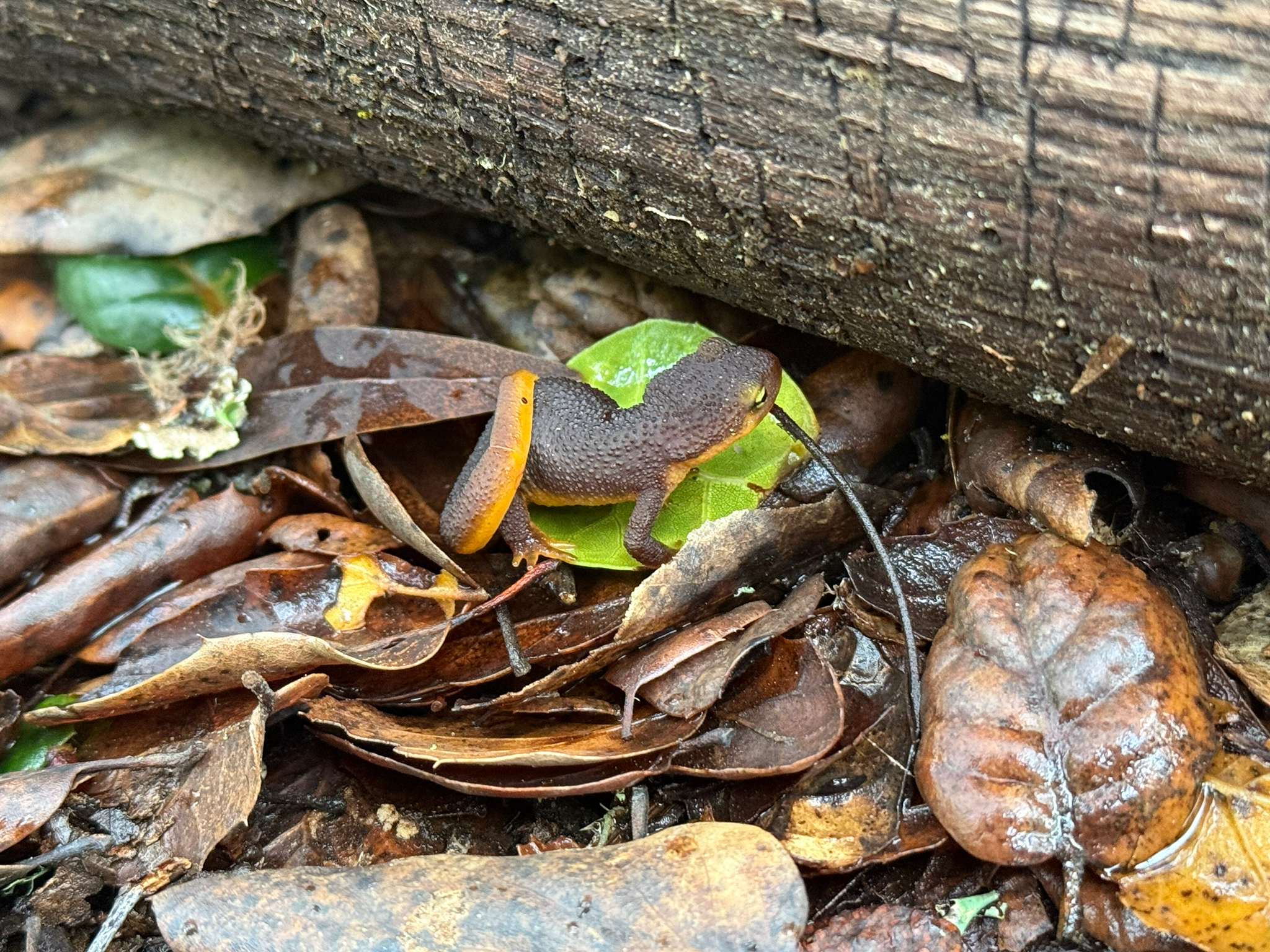 Taricha torosa (Rathke, 1833)