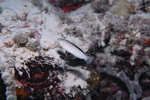 Meiacanthus smithi