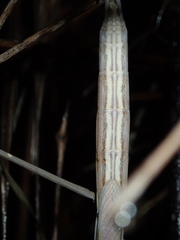 Archimantis brunneriana