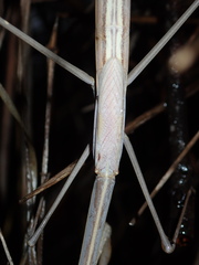 Archimantis brunneriana