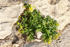 Senecio leucanthemifolius