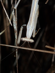 Archimantis brunneriana