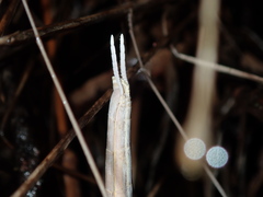 Archimantis brunneriana