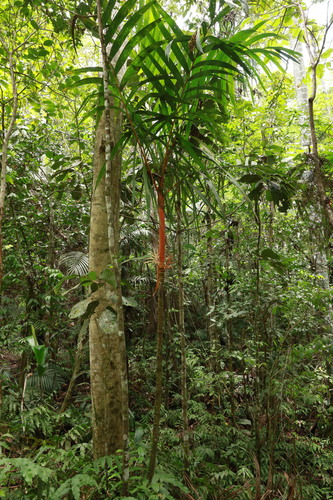Areca vestiaria, photograph 3