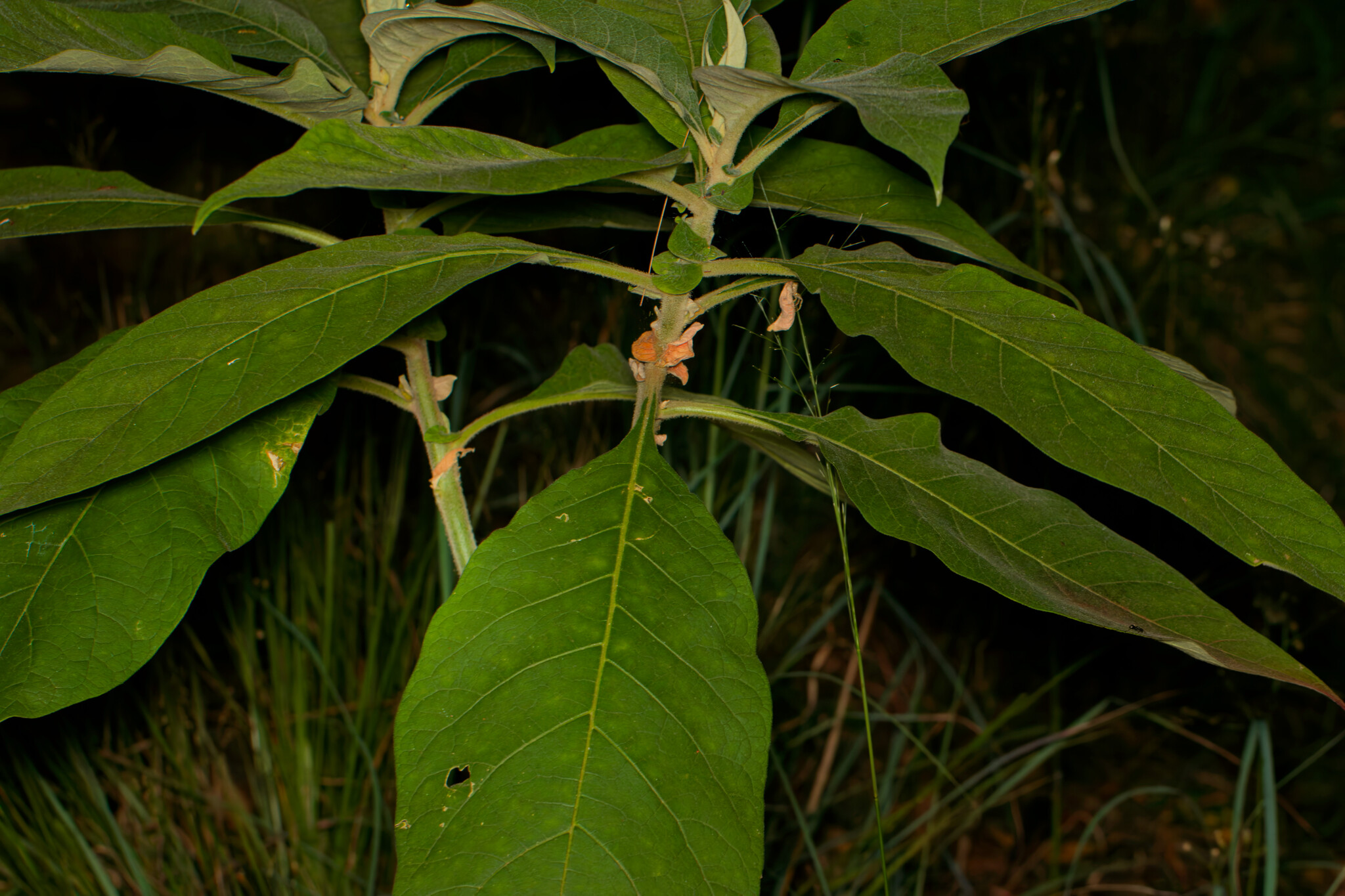 Wild tobacco