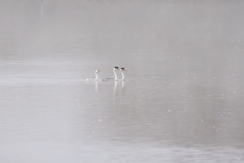 iNaturalist observation photo of Clark's Grebe