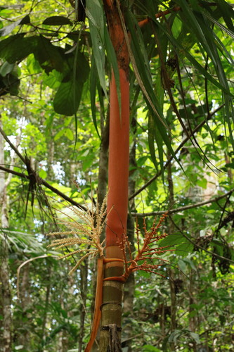 Areca vestiaria, photograph 4