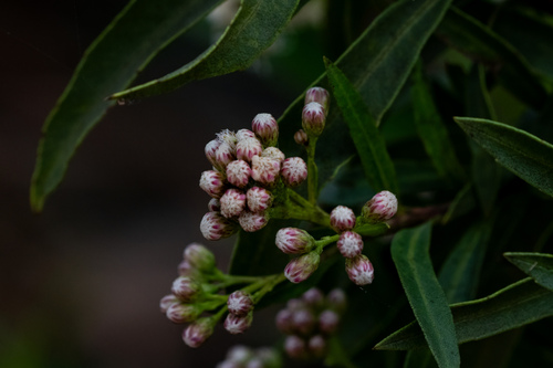 iNaturalist observation photo of mule fat