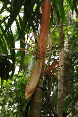 Areca vestiaria, photograph (c) Fabian Brambach, some rights reserved (CC BY)