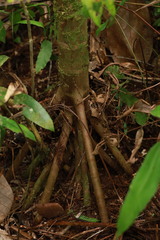 Areca vestiaria, photograph (c) Fabian Brambach, some rights reserved (CC BY)
