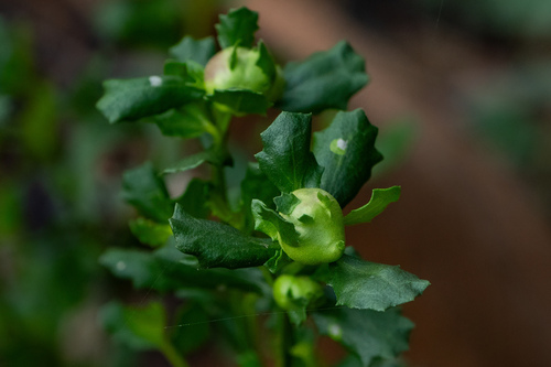 iNaturalist observation photo of Coyote Brush Bud Gall Midge