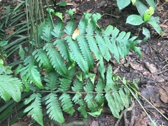 Pleocnemia irregularis