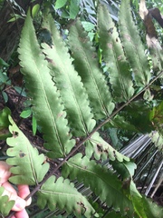 Pleocnemia irregularis