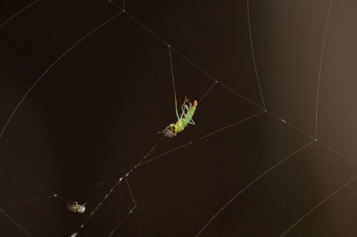 iNaturalist observation photo of Tamarix Leafhopper