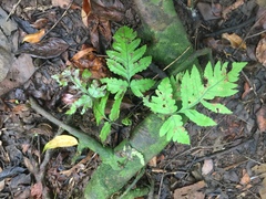 Pleocnemia irregularis