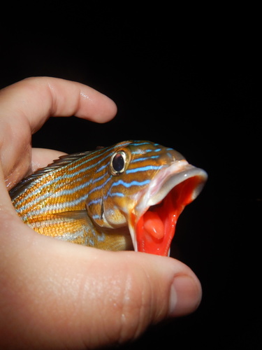 Blue striped grunt (Haemulon sciurus) — Haemulidae — 3