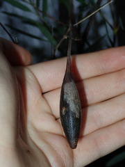 Apiomorpha pedunculata