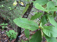 Brachyglottis hectorii