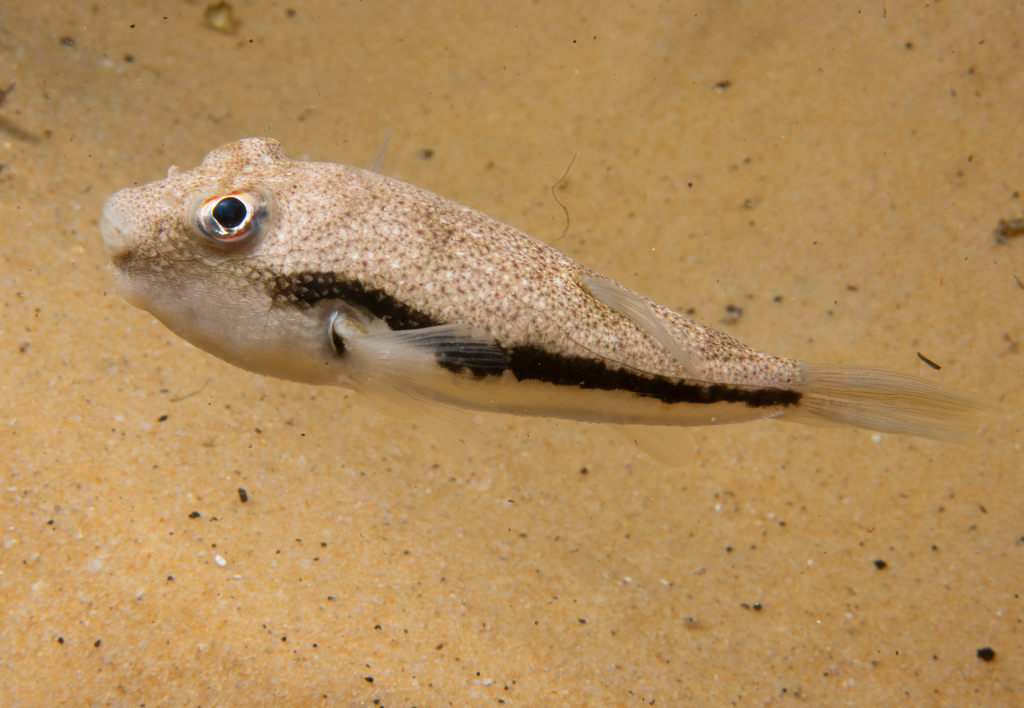 Scalytail toadfish (Torquigener squamicauda) — Tetraodontidae