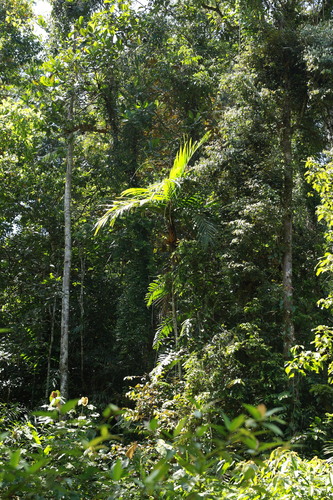 Areca vestiaria