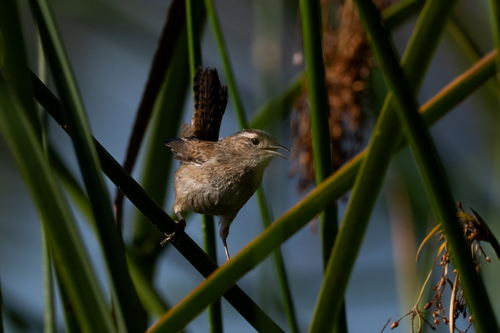 iNaturalist observation photo of Marsh Wren