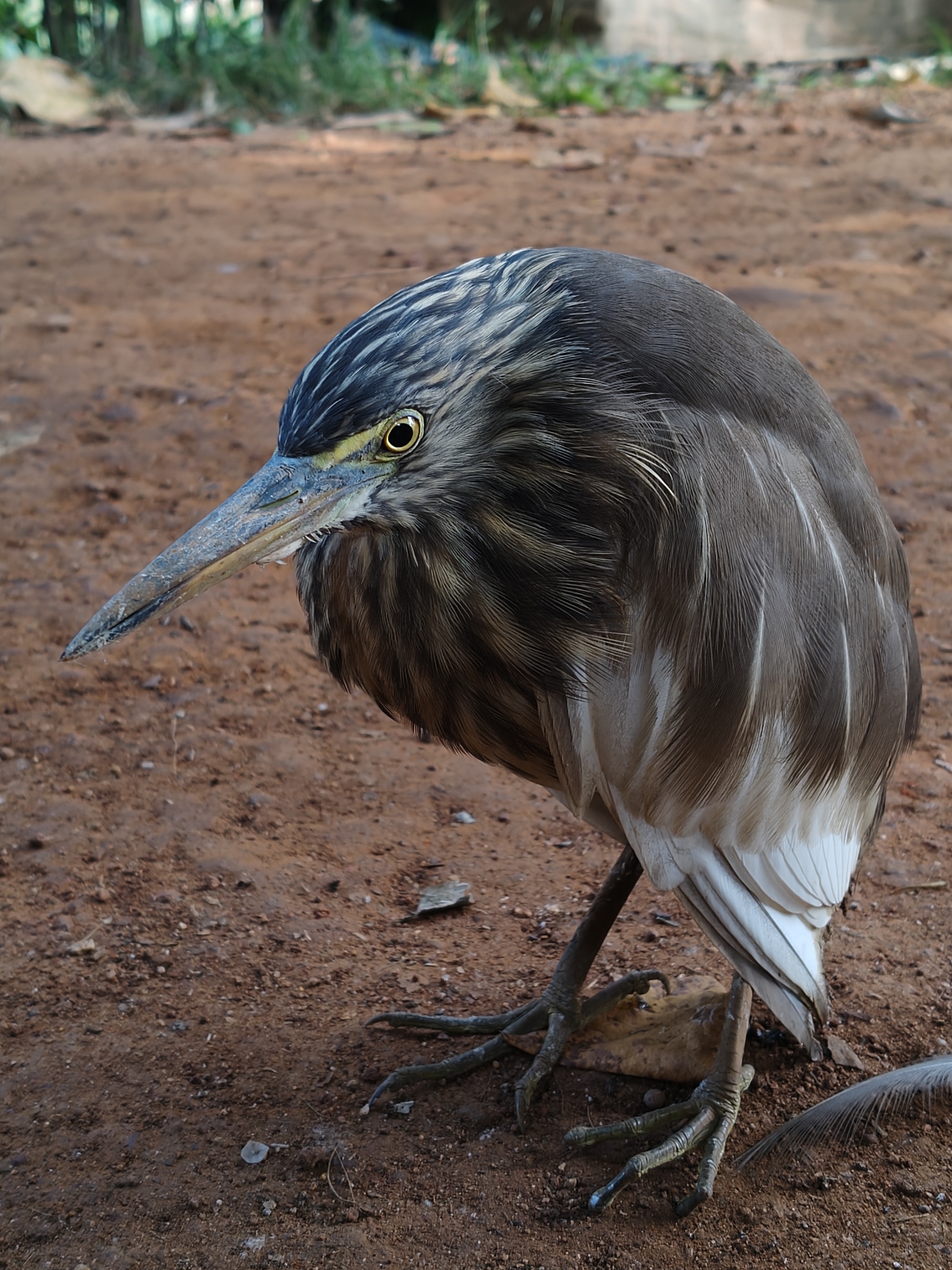 Indian Pond Heron (Ardeola grayii), photo 1