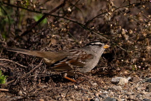 iNaturalist observation photo of White-crowned Sparrow