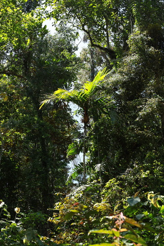 Areca vestiaria, photograph 2