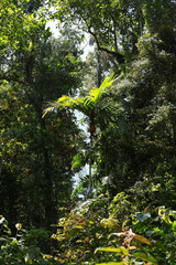 Areca vestiaria, photograph (c) Fabian Brambach, some rights reserved (CC BY)