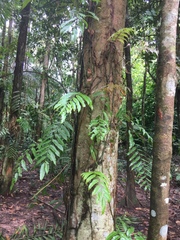 Stenochlaena palustris